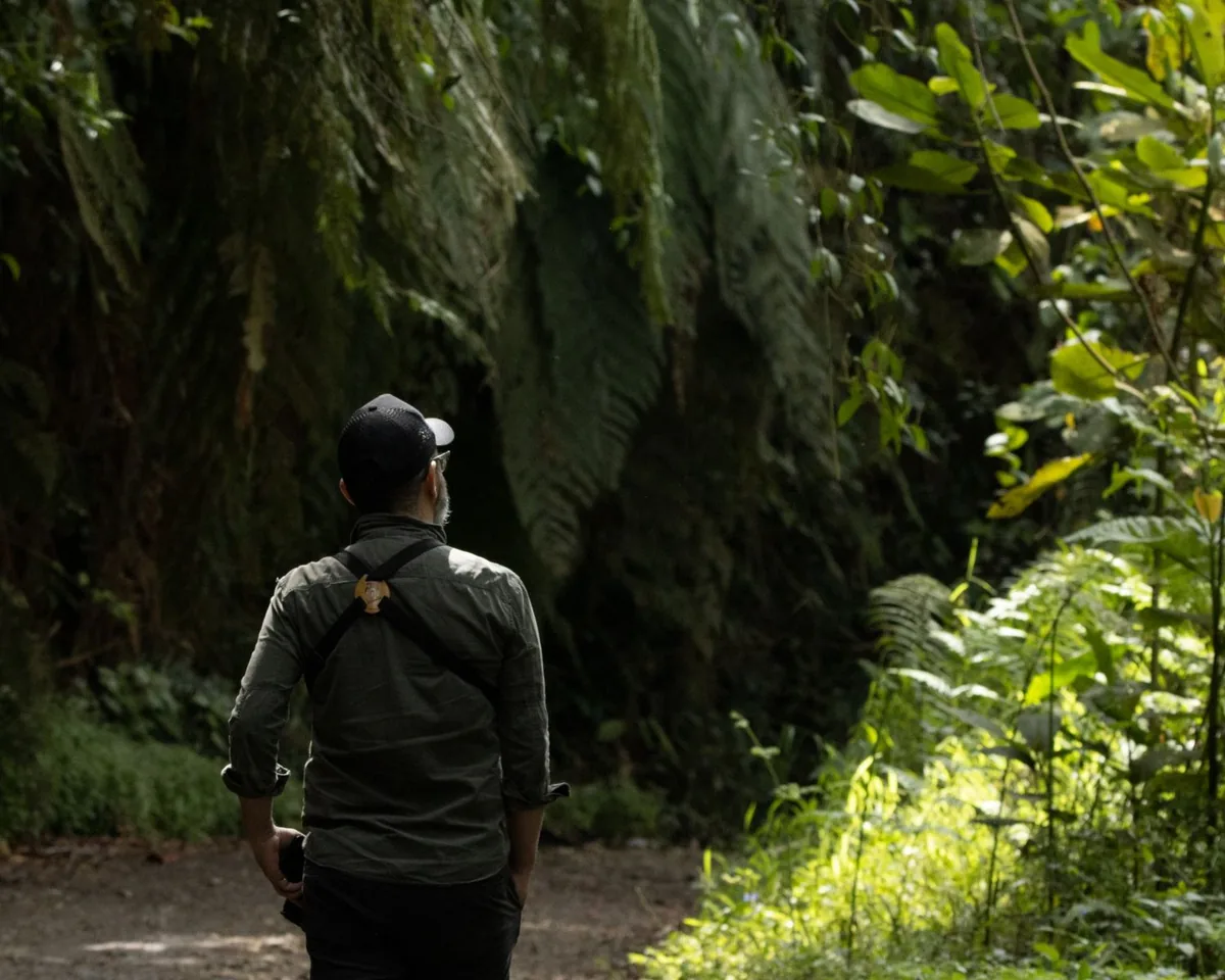 Visitante caminando en bosque