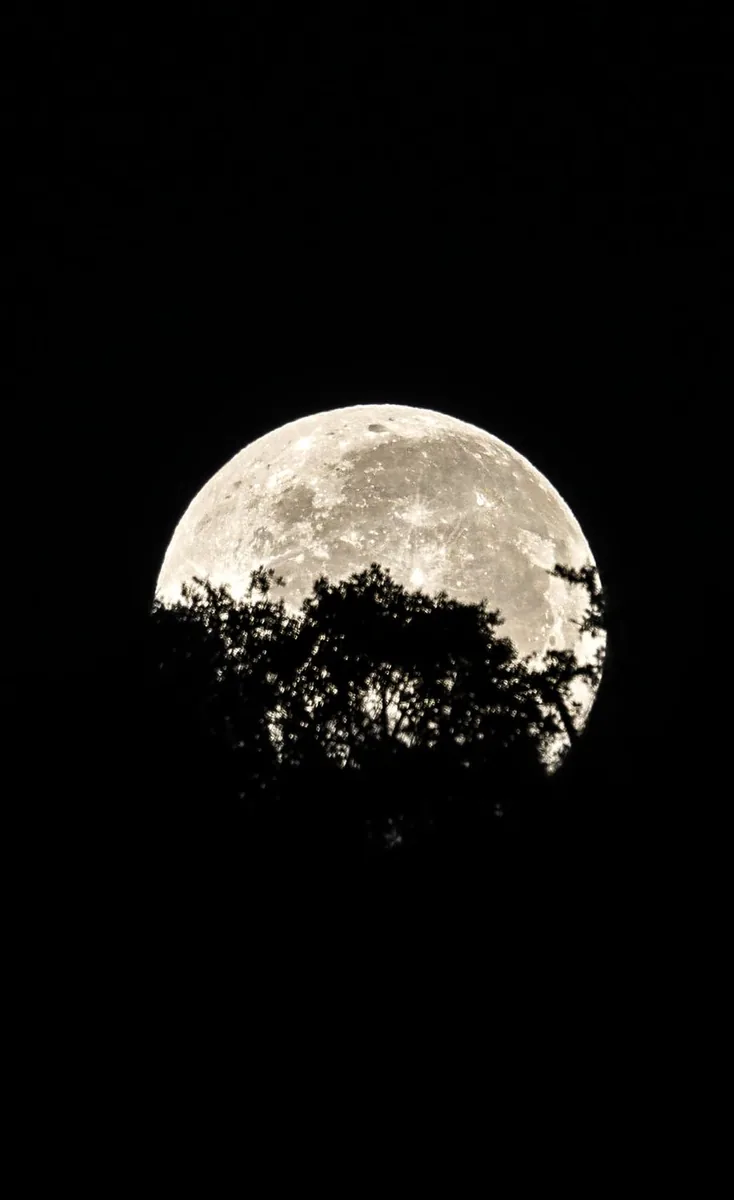 Luna y árboles