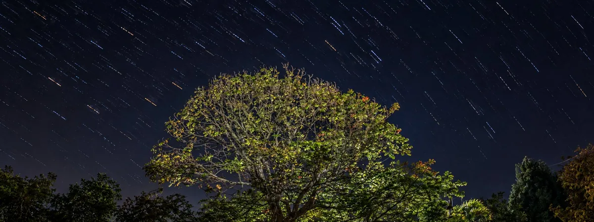 Árbol y cielo nocturno