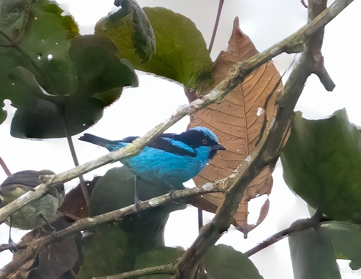 Dacnis turquesa fotografiado en el territorio