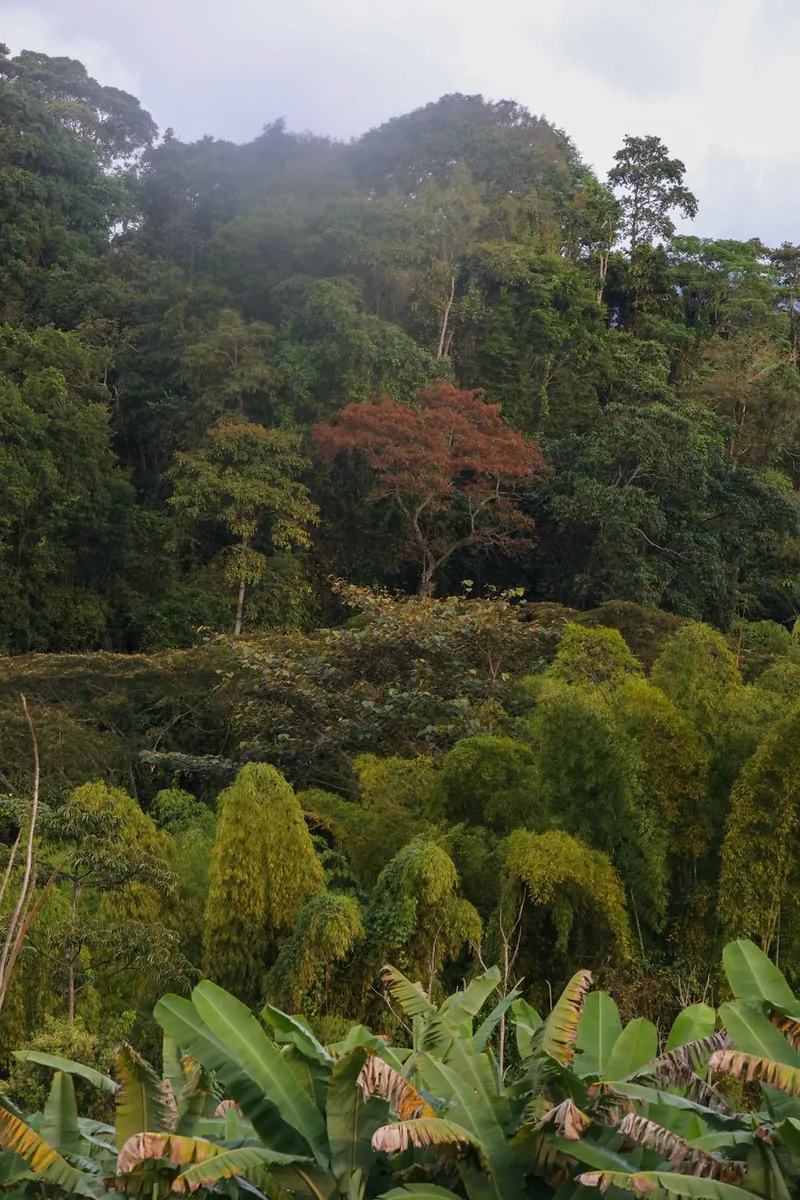 Bosque de montaña en Buga