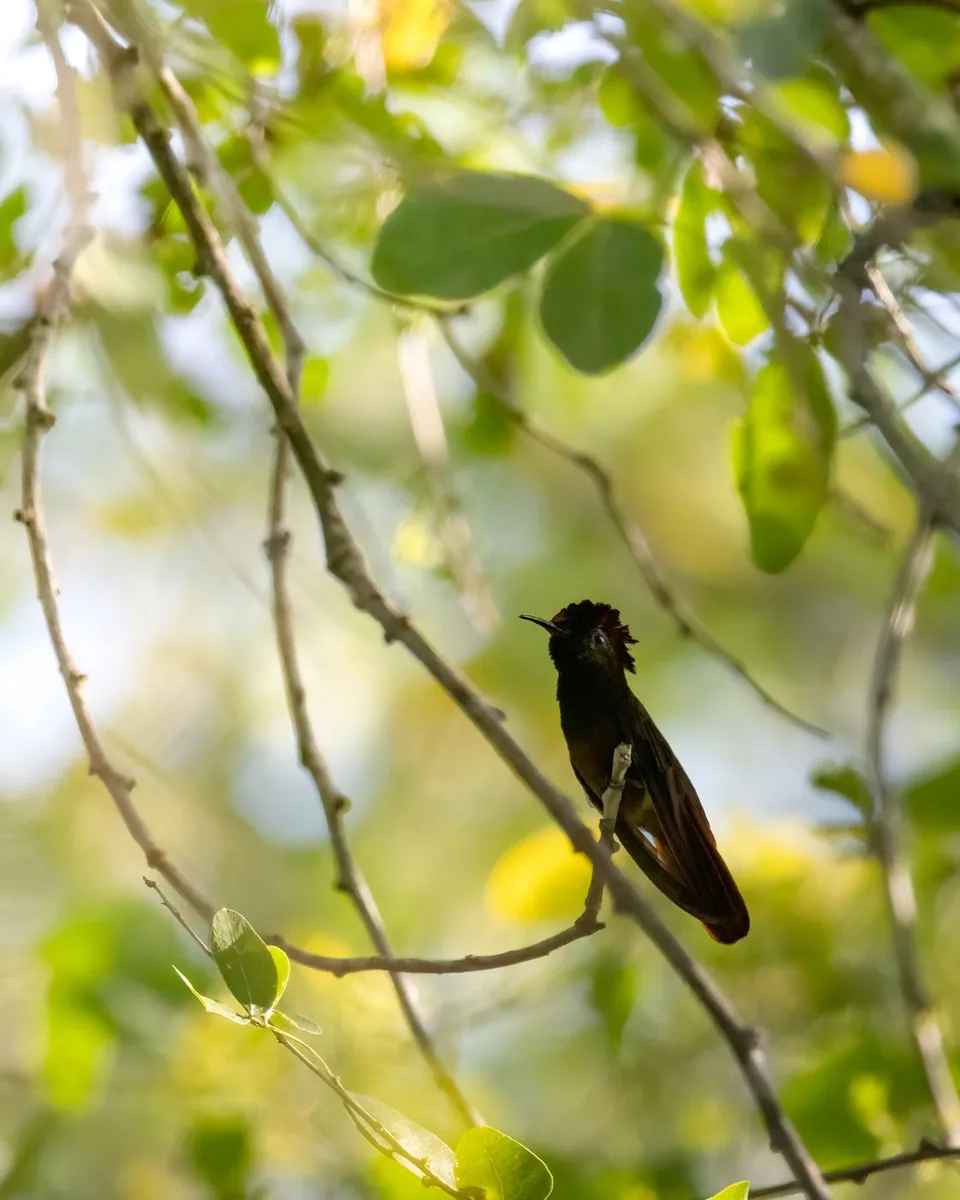 Colibrí rubí topacio fotografiado en el territorio