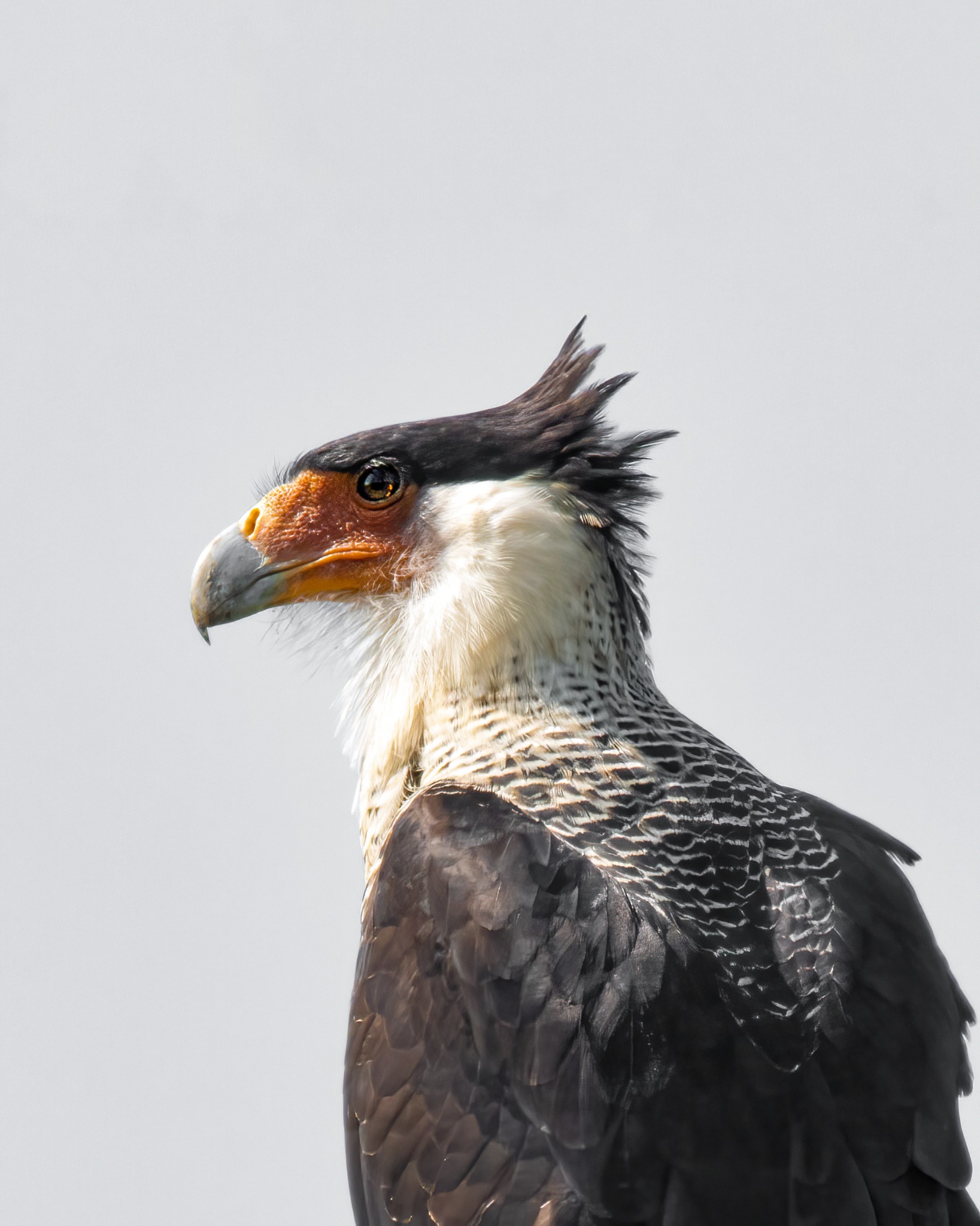 Caracara fotografiado en el territorio