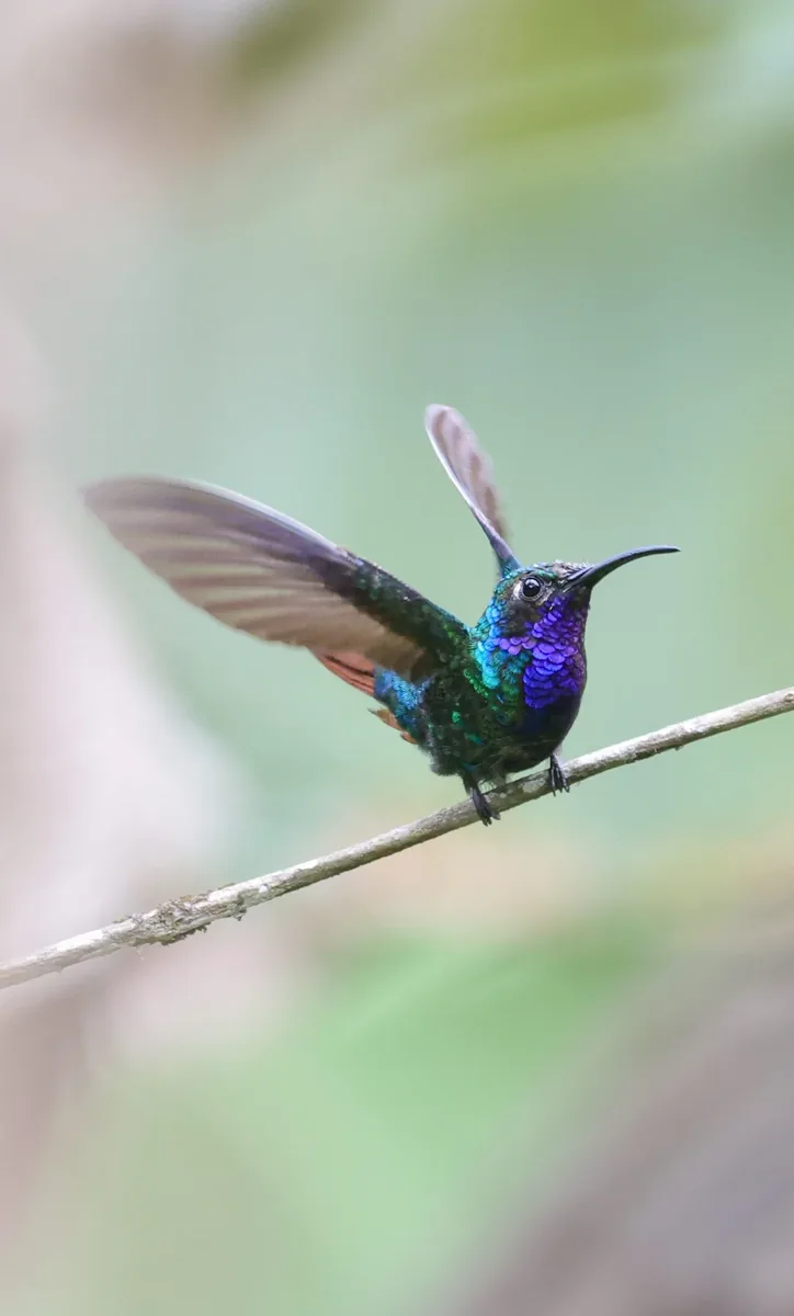 Colibrí de garganta violeta fotografiado en el territorio
