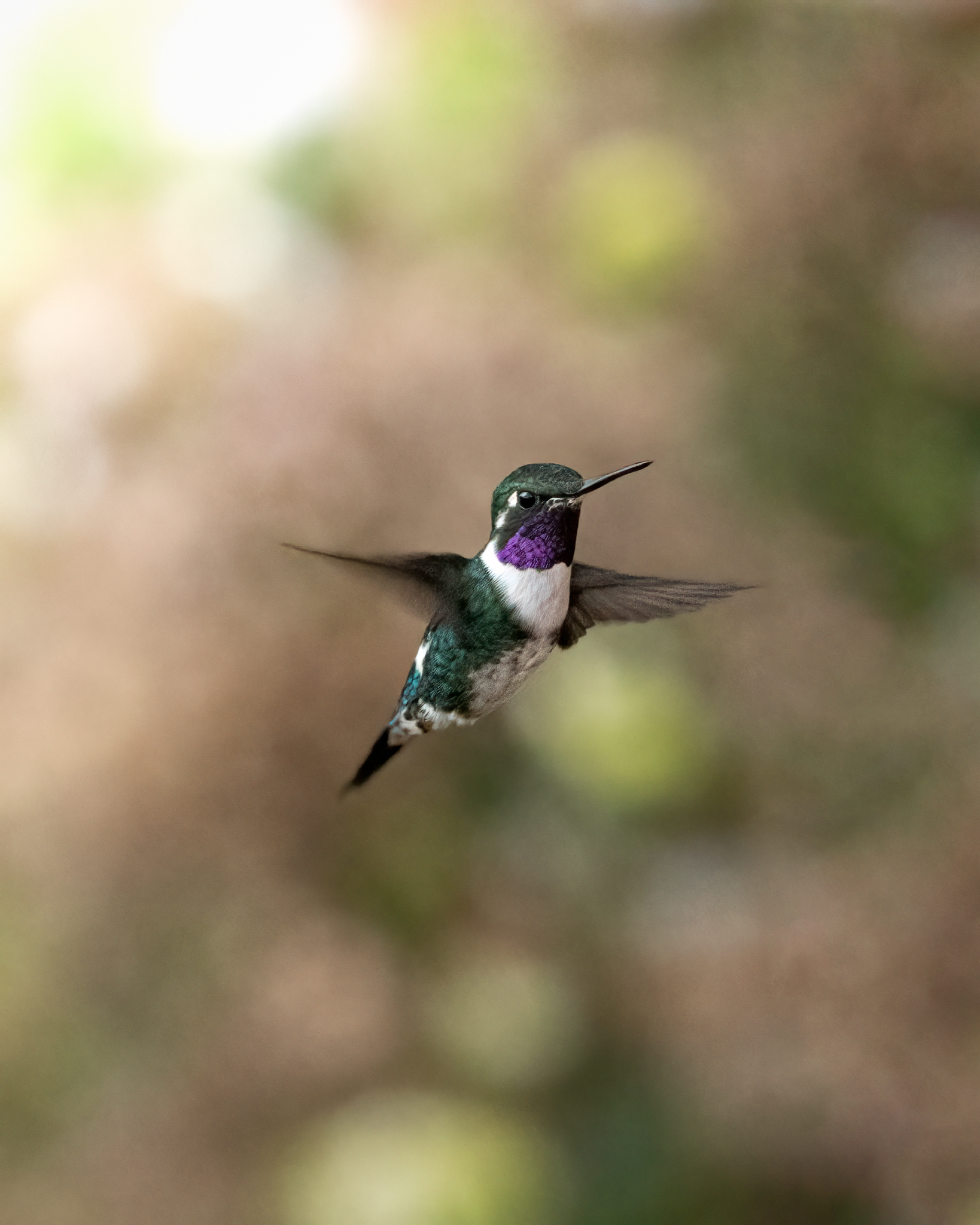 Colibrí en vuelo fotografiado en el territorio