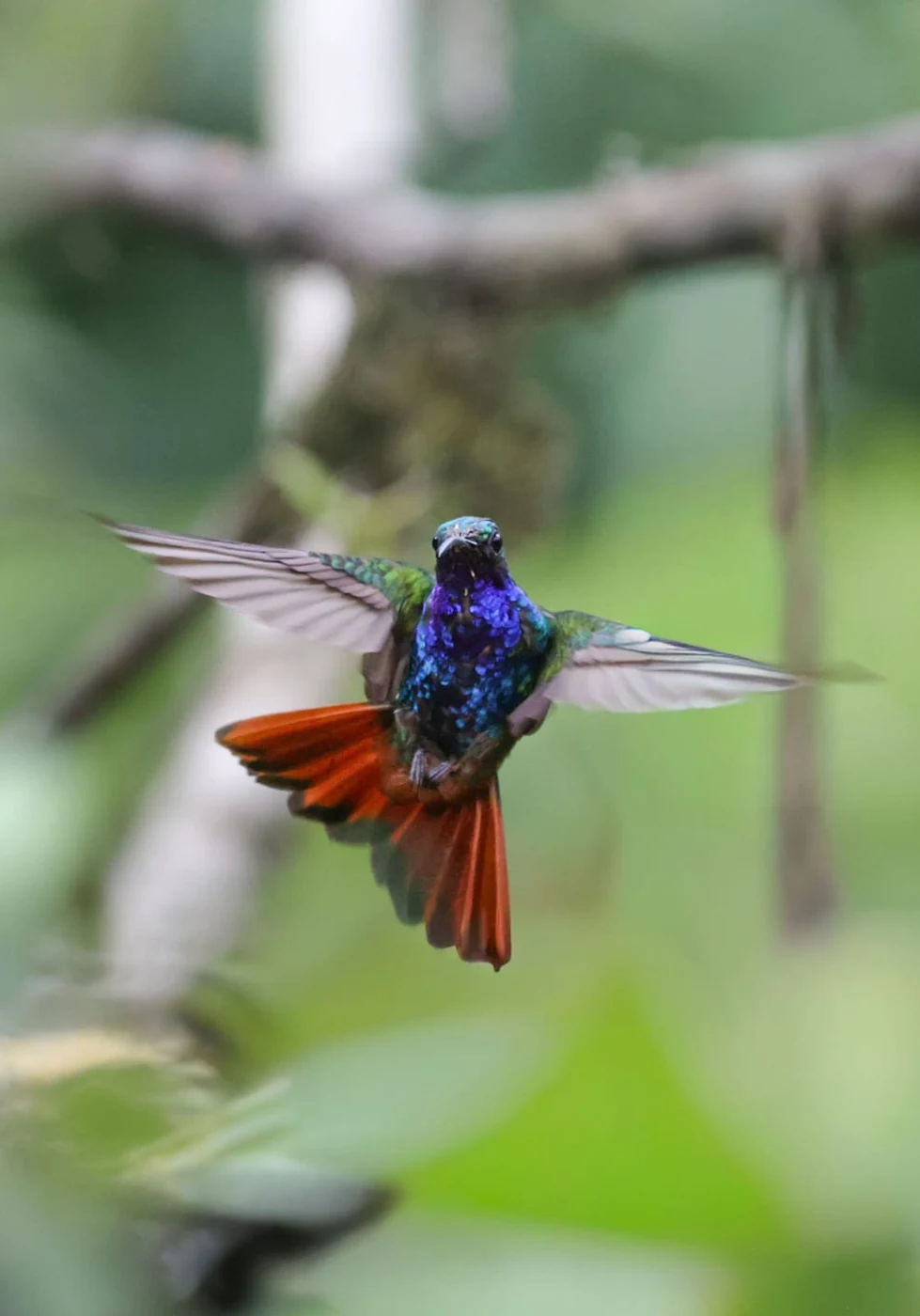 Colibrí identificado por Curigua Nature como Campylopterus falcatus en vuelo